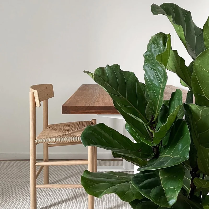 Solid Oak Standing Desk